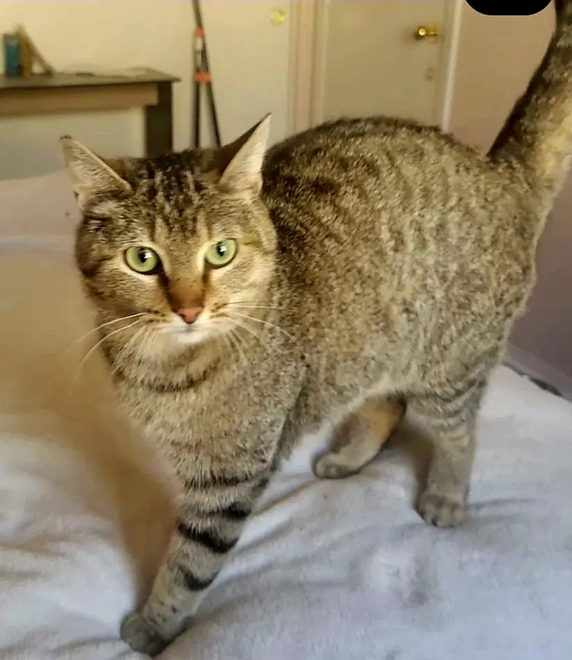 Noppie - Domestic Medium Hair