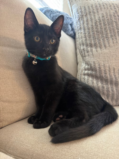 Azriel
