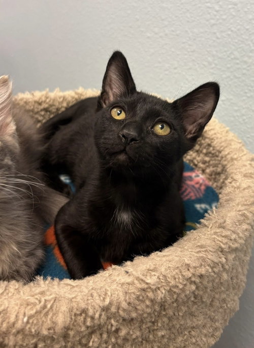 Jolly Rogers, Baby Domestic Short Hair (short coat), cat for adoption in Glendale, Arizona