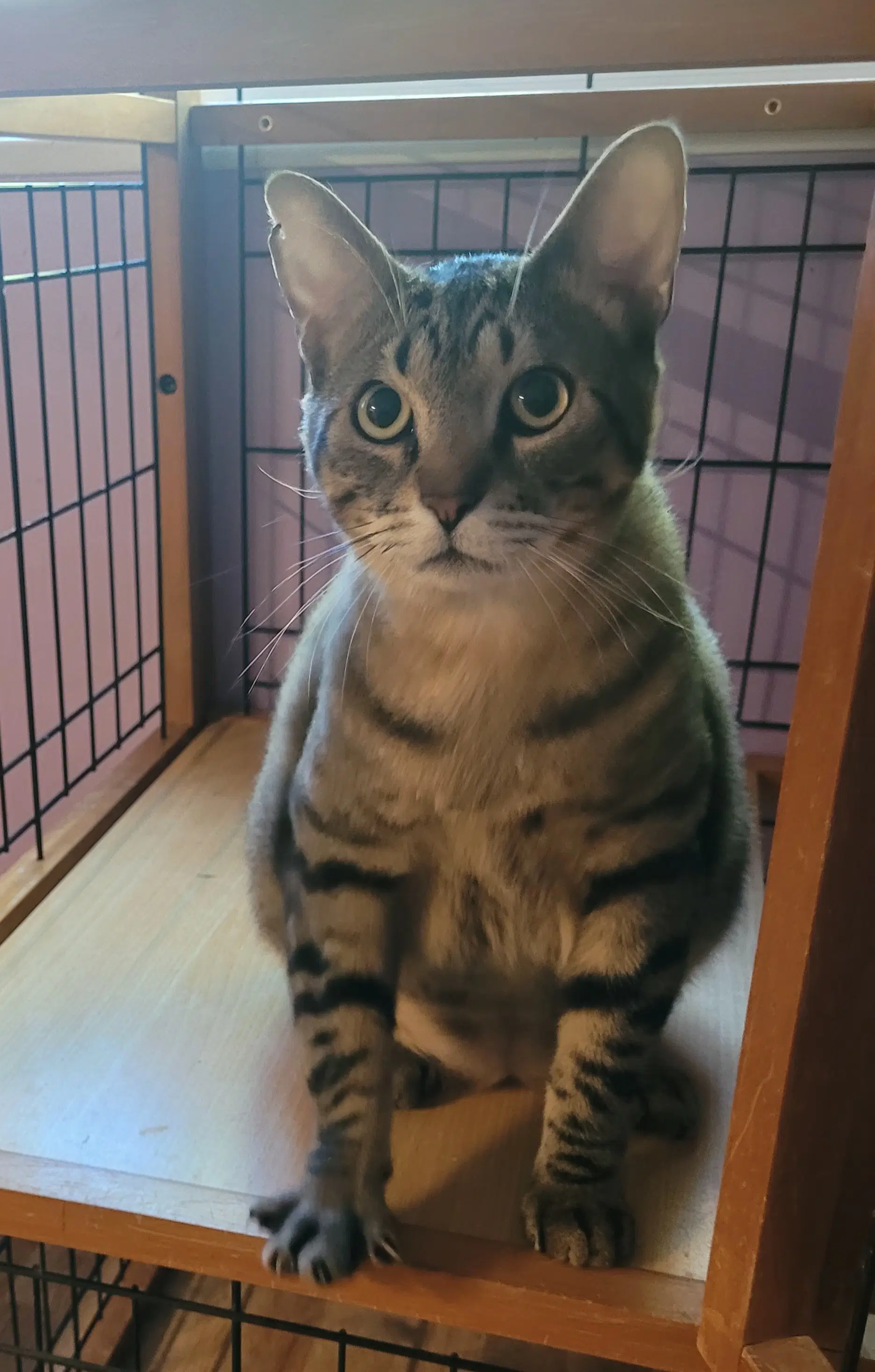 Juniper - Domestic Short Hair