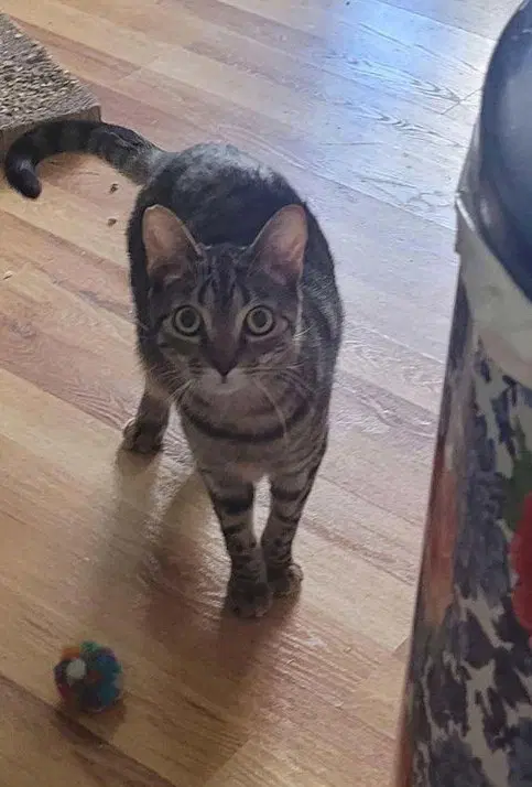Coyote - Domestic Short Hair