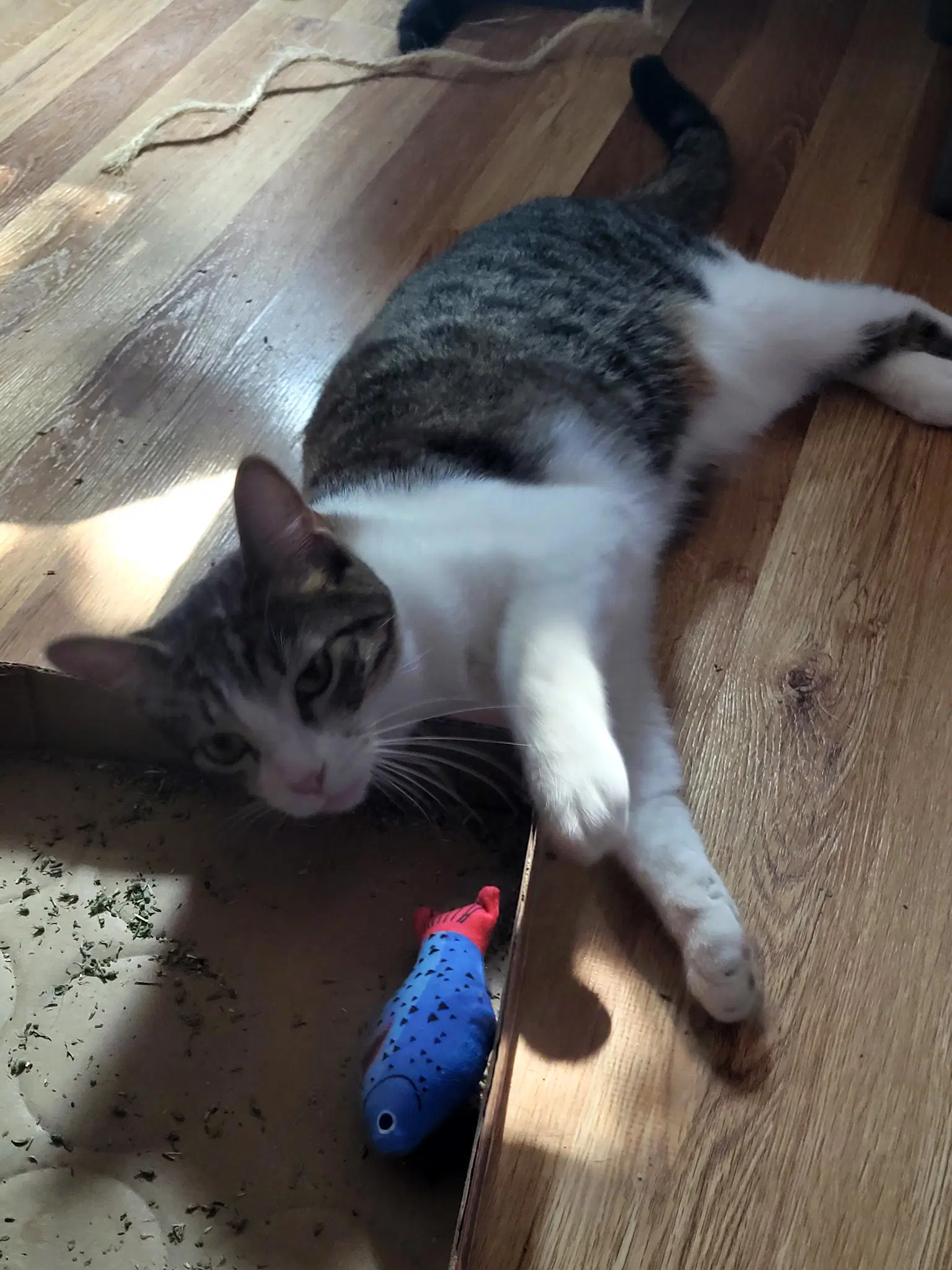Oto - Domestic Short Hair