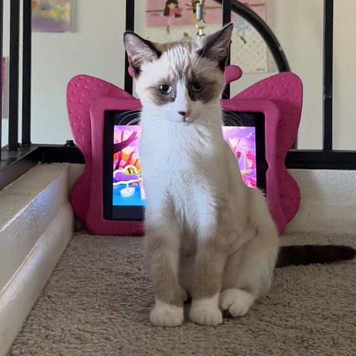 Chloe (Bonded with Rosie), an adoptable Domestic Short Hair in Glendale, AZ