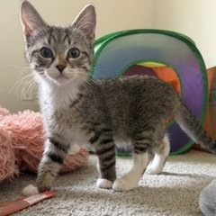 Rosie (Bonded with Chloe), an adoptable Domestic Short Hair in Glendale, AZ