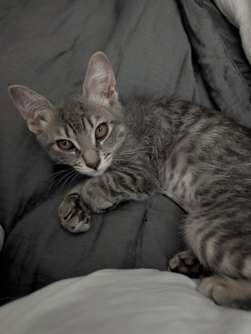 Craig, an adoptable Domestic Short Hair in Glendale, AZ
