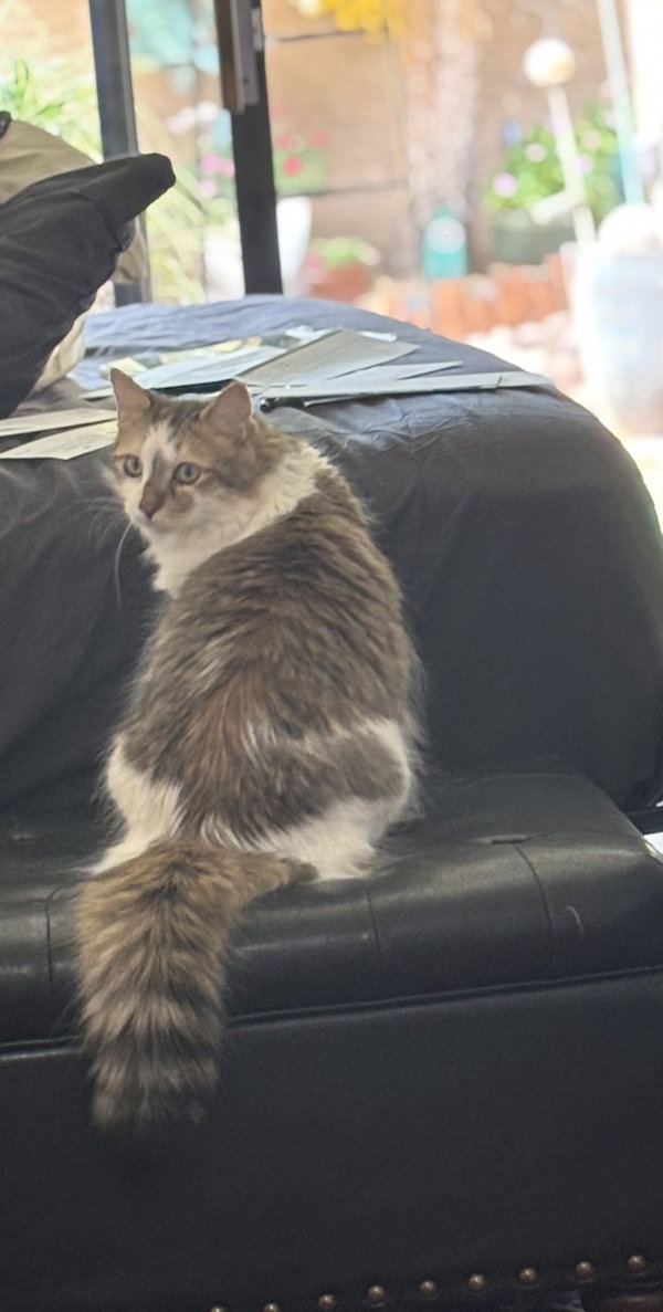 Archie