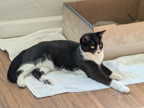 Cookie, Domestic Medium Hair / Tuxedo (medium coat)