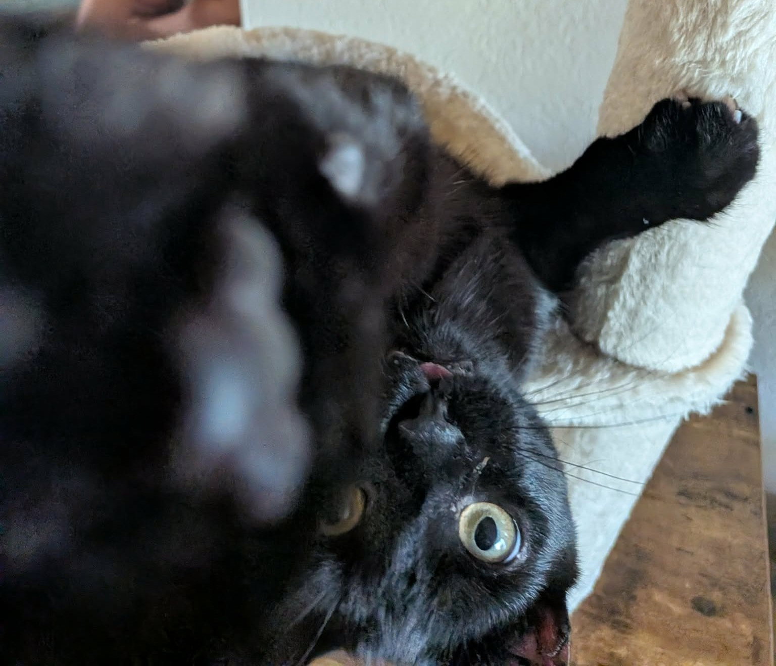 Aster, photo 4
