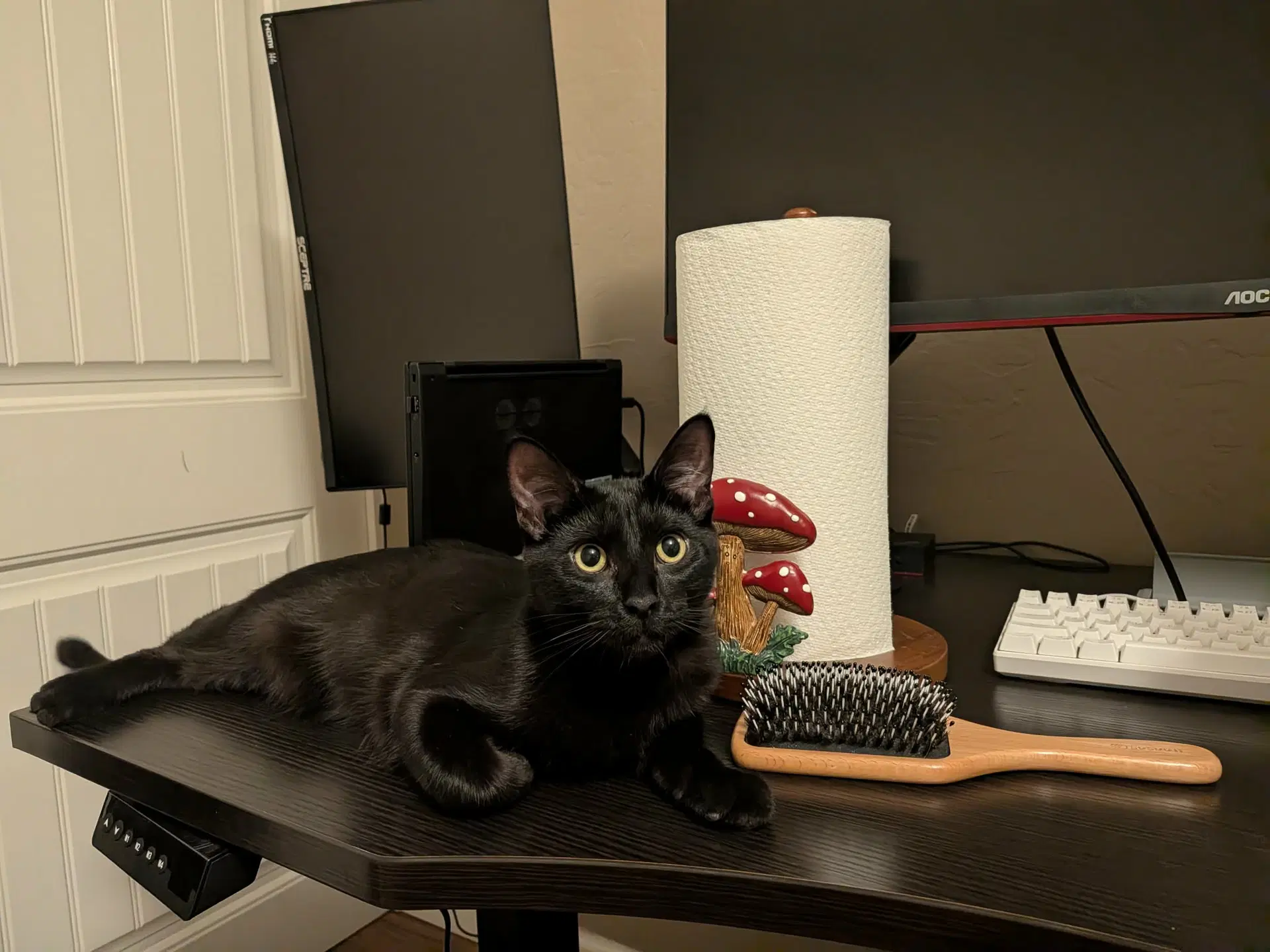Aster - Domestic Short Hair