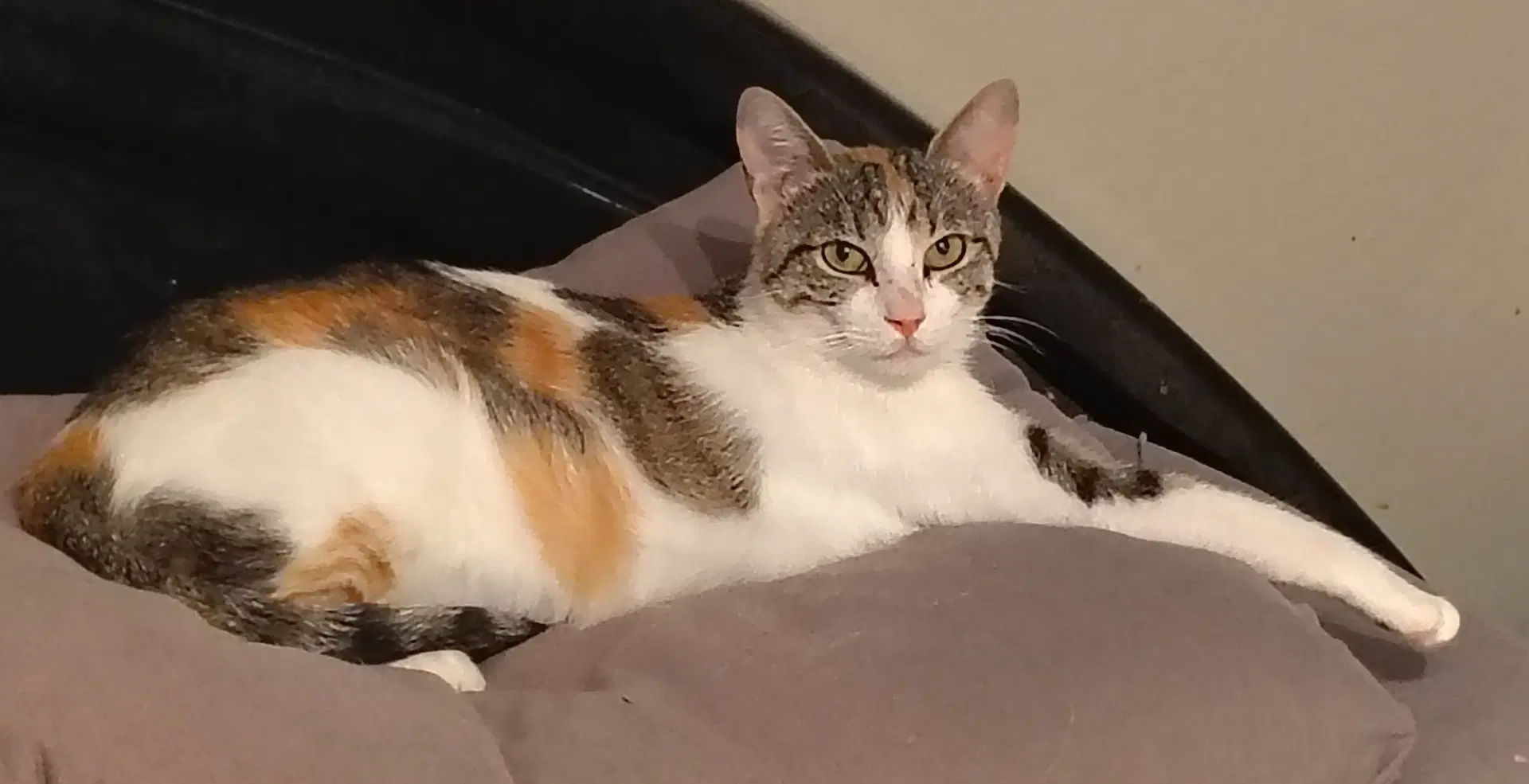 Callie - Calico