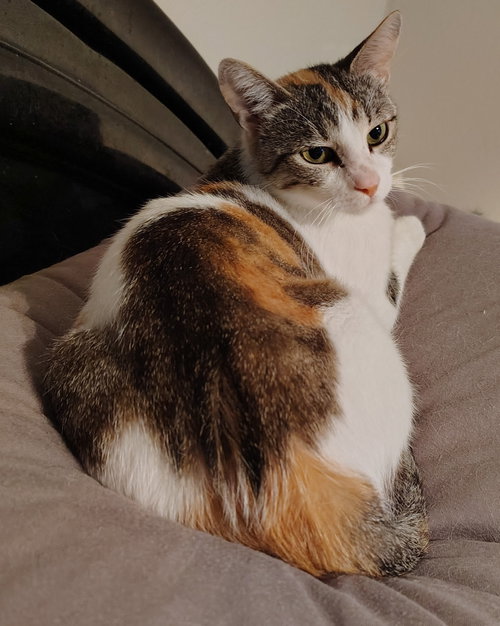 Callie photo 2