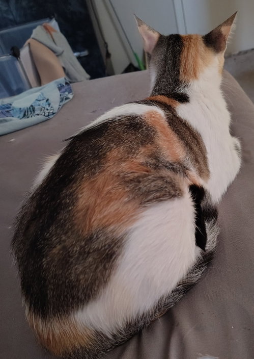 Callie photo 4