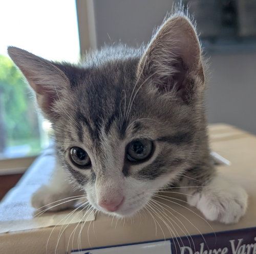 Rascal