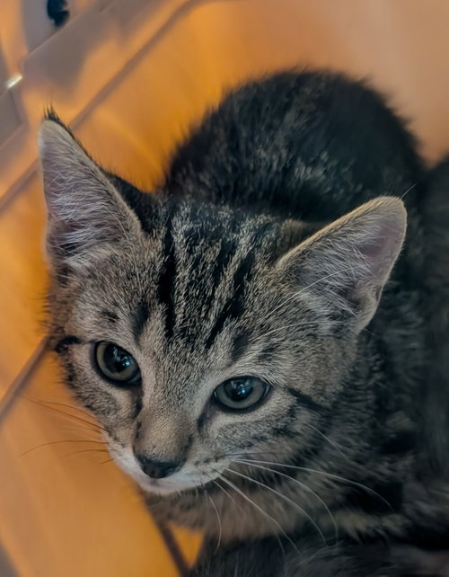 Tigger