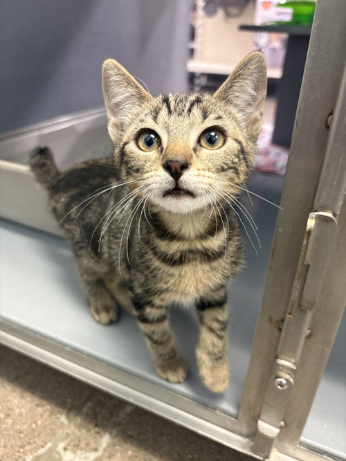 Tigger, Baby Domestic Short Hair / Tabby (short coat), cat for adoption in Glendale, Arizona