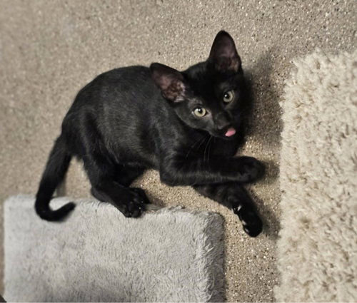 Black Betty, Baby Domestic Short Hair (short coat), cat for adoption in Goodyear, Arizona