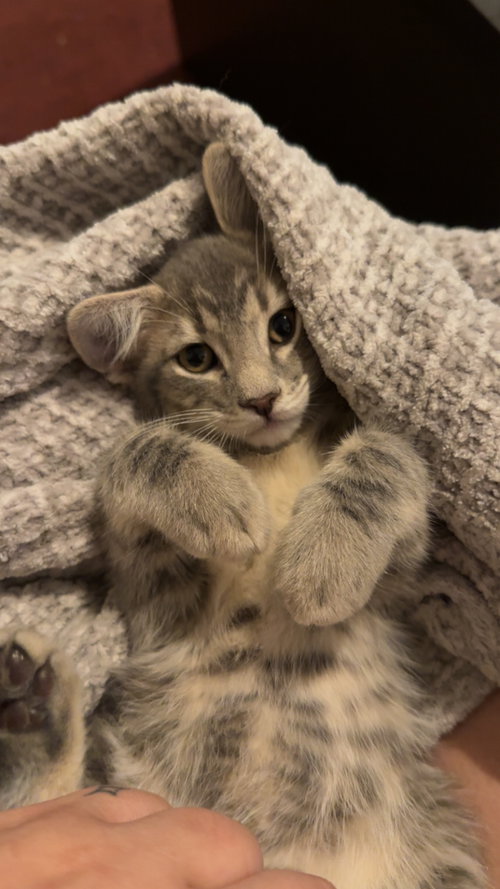 Stan, Baby Domestic Short Hair / Tabby (short coat), cat for adoption in Buckeye, Arizona