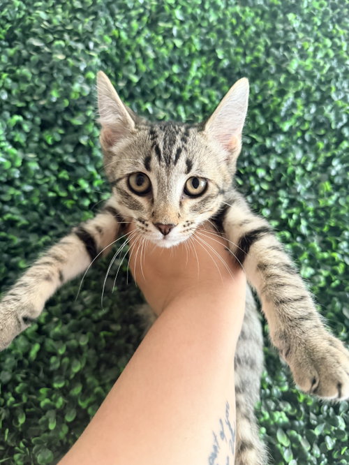Steve, Baby Domestic Short Hair / Tabby (short coat), cat for adoption in Buckeye, Arizona