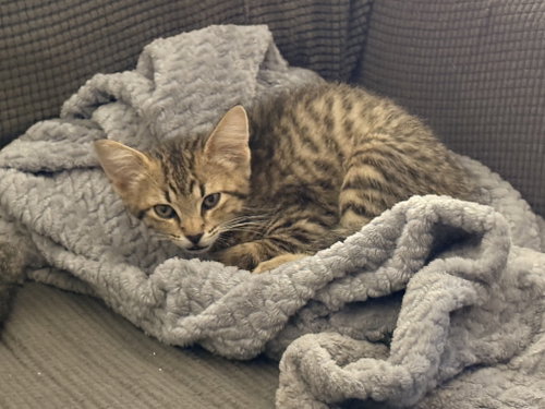 Santos, an adoptable Domestic Short Hair in Glendale, AZ