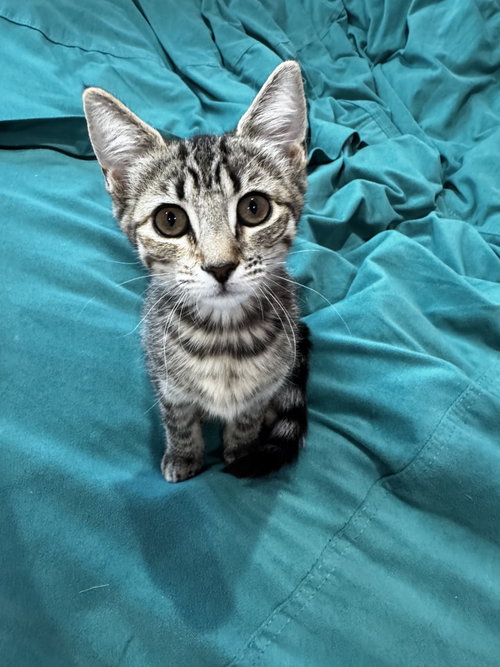 Sunny Strawberry, Baby Domestic Short Hair / Tabby (short coat), cat for adoption in Buckeye, Arizona