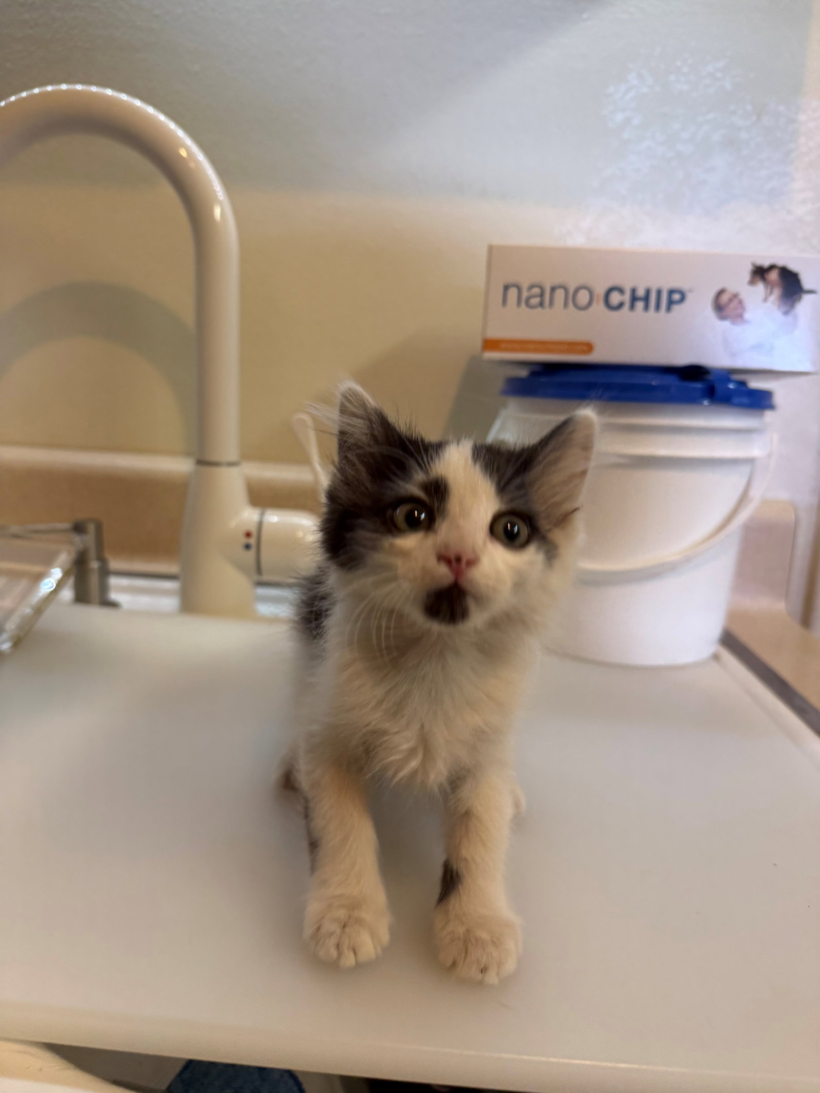 Nugget, photo 5