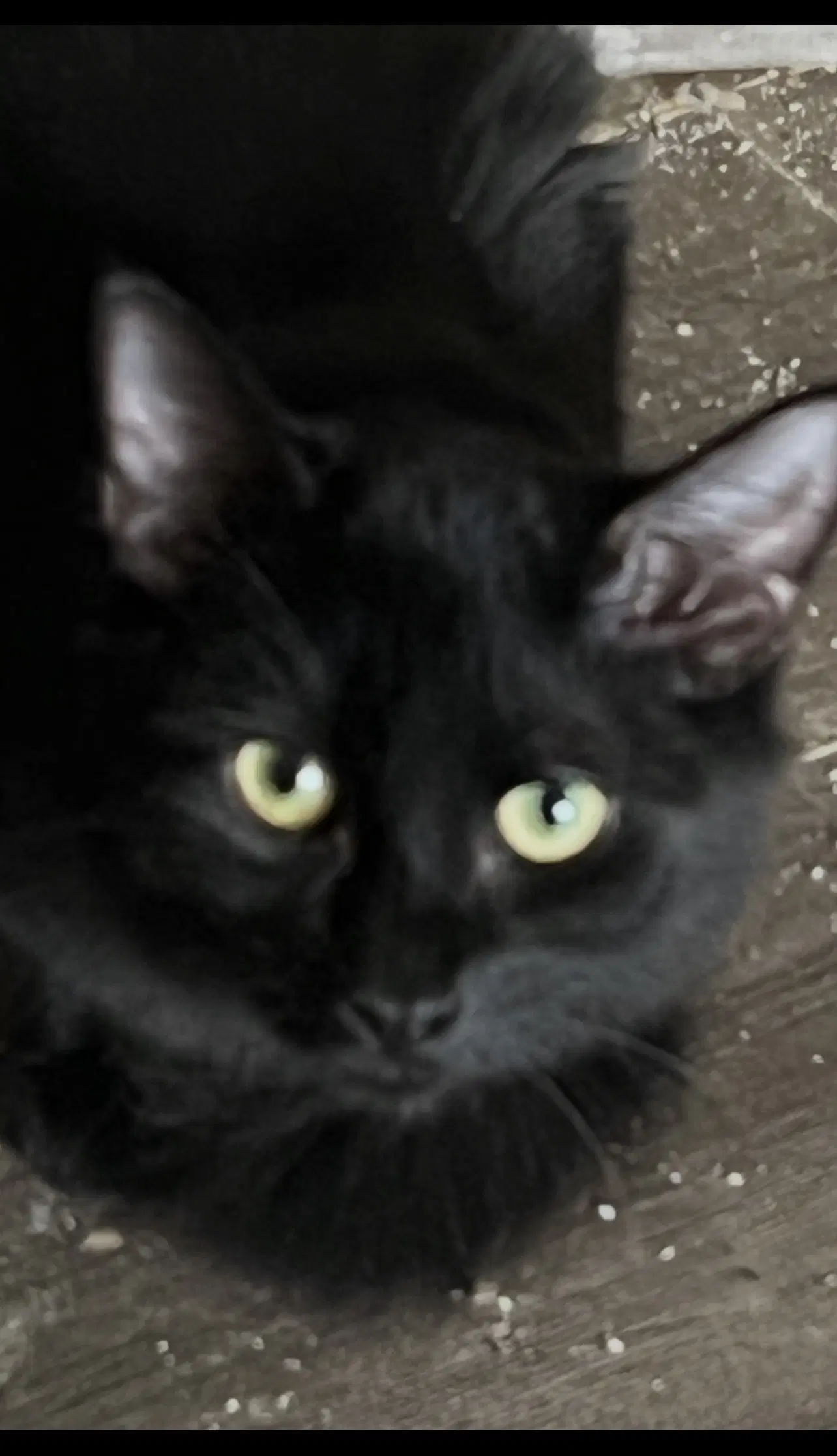 Neptune - Domestic Medium Hair