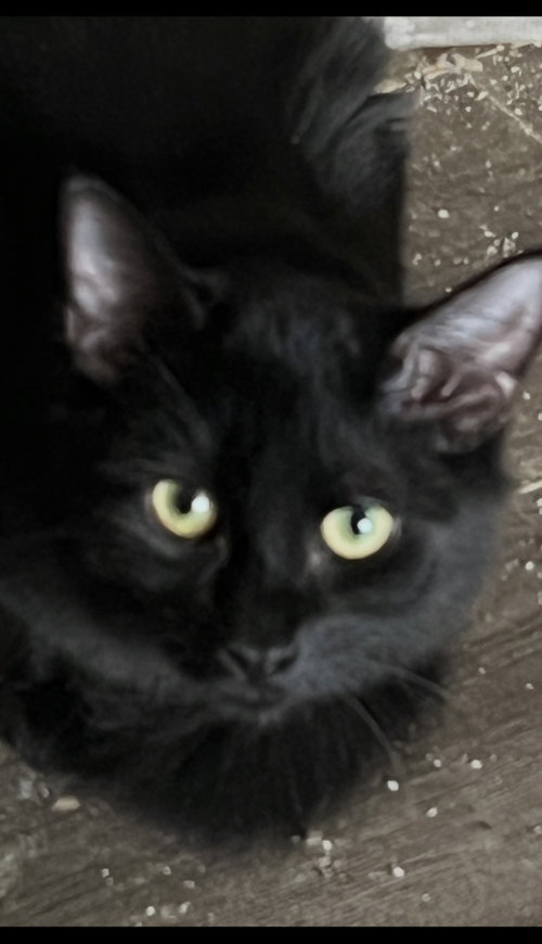 Neptune, Domestic Medium Hair (medium coat)