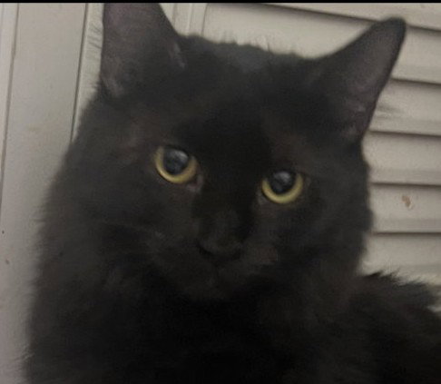 Maze, Domestic Medium Hair (medium coat)