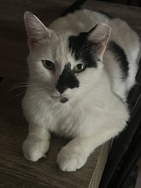Cruella (bonded with Santos), a cat for adoption from Kneading Kitty's Rescue