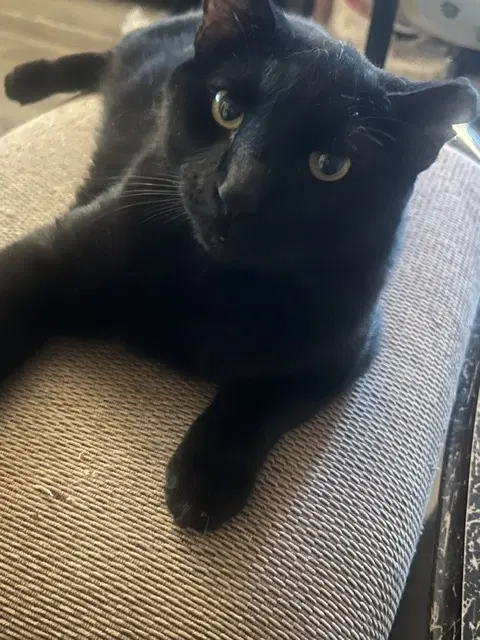 Santos - Domestic Short Hair