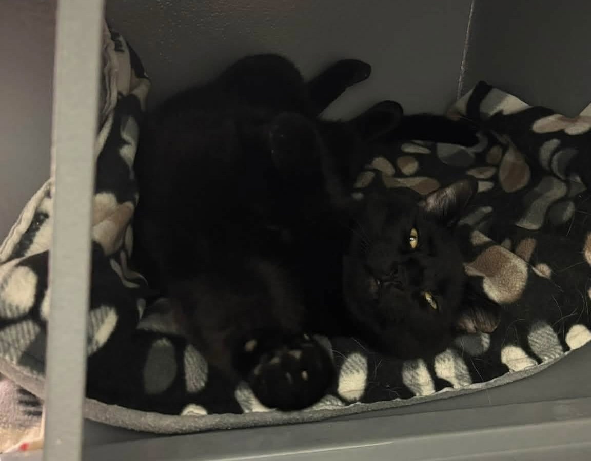 Santos (bonded with Cruella), photo 2