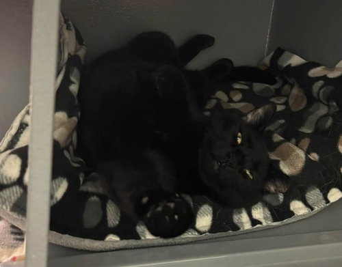 Photo 2 of Santos (bonded with Cruella)