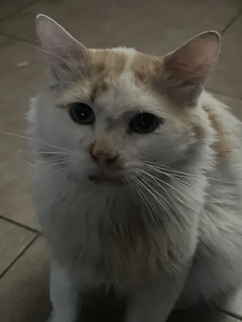 Elvis - Siamese