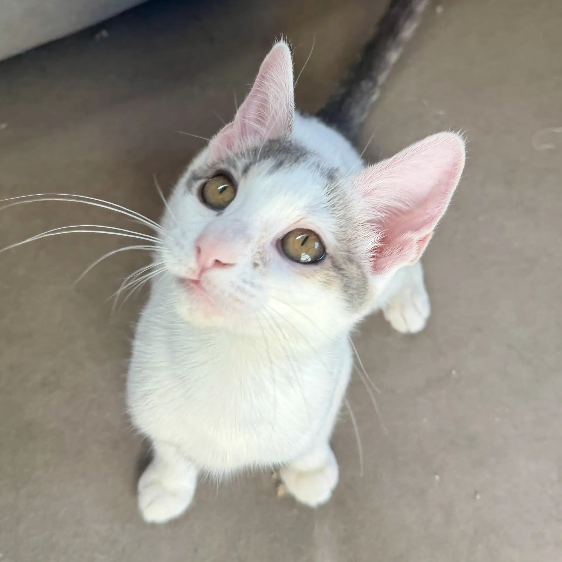 Platinum - Domestic Short Hair