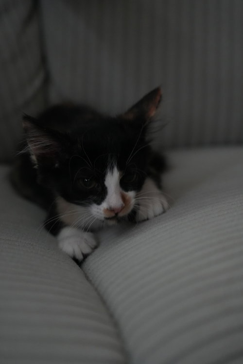 Elodie photo 6