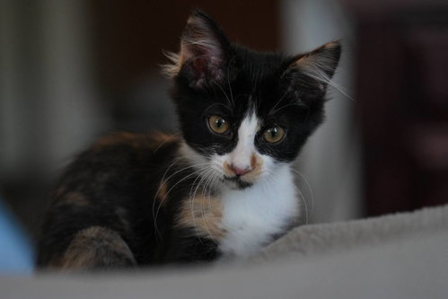 Elodie