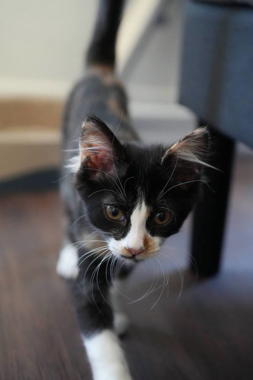 Elodie photo 3