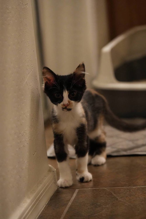 Elodie photo 4