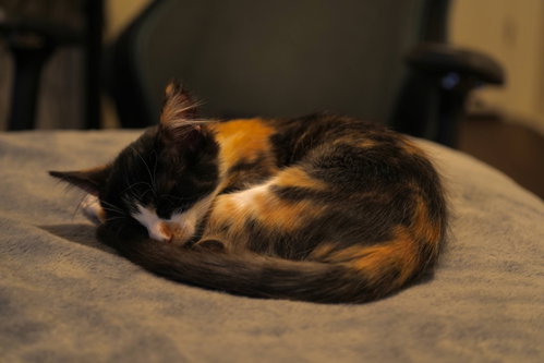 Elodie photo 9