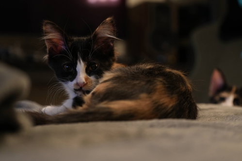Elodie photo 10