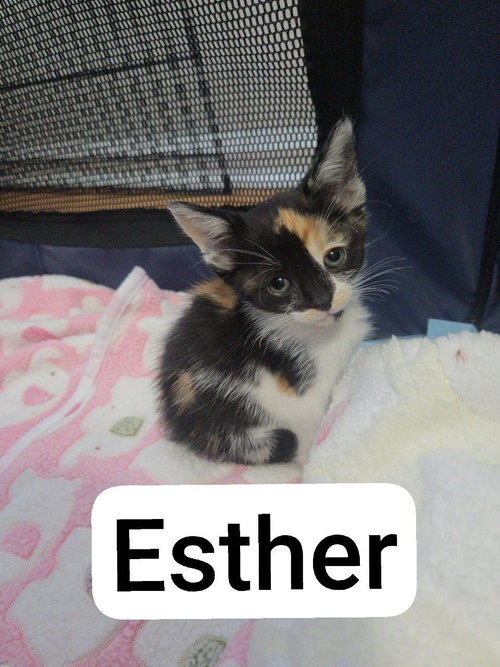 Esther photo 9