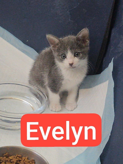 Evelyn photo 6