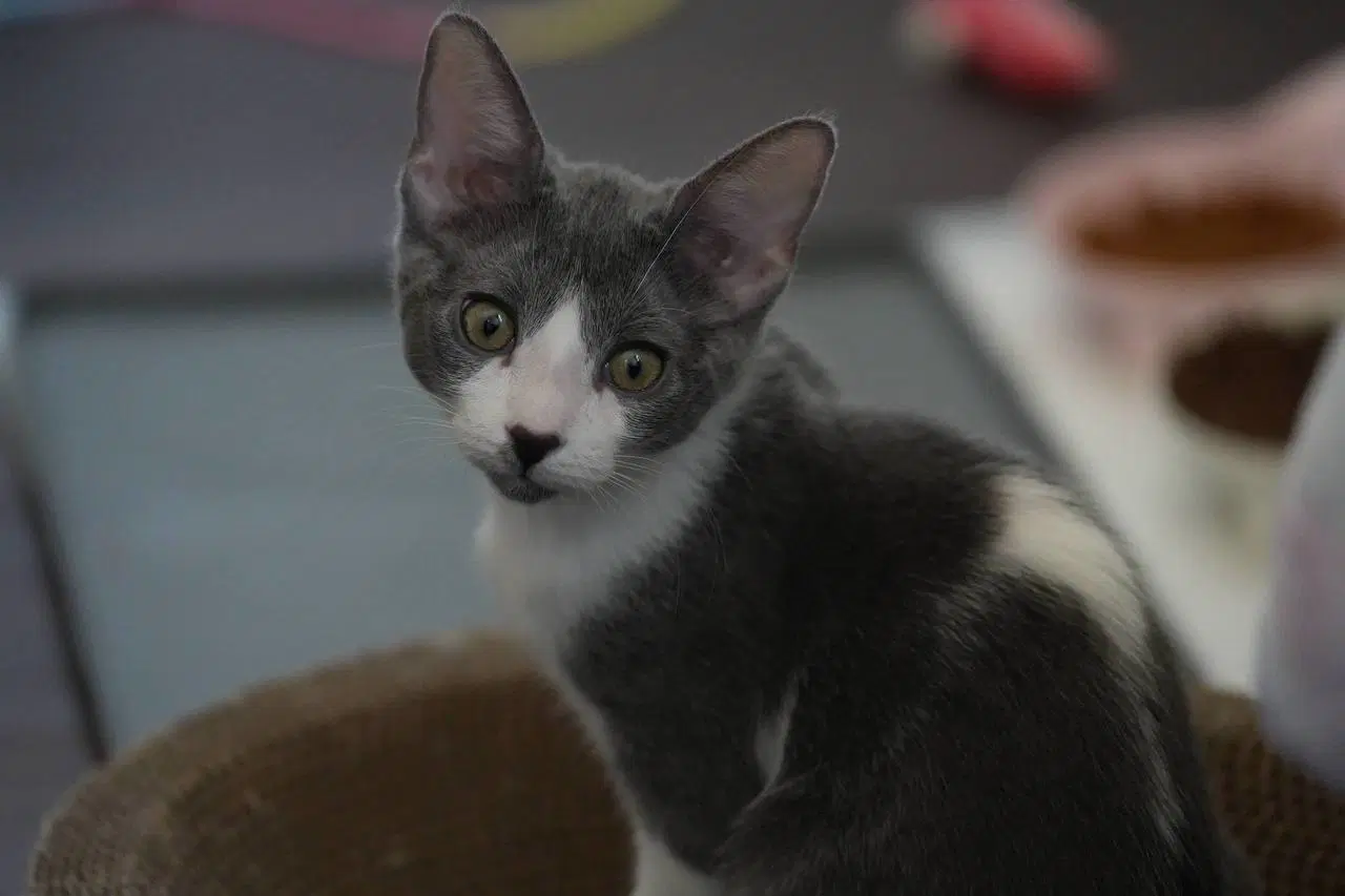 Evelyn - Domestic Short Hair