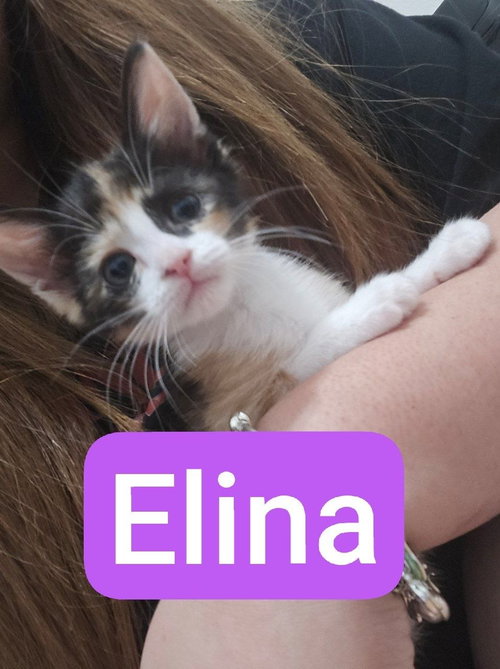 Elina photo 6