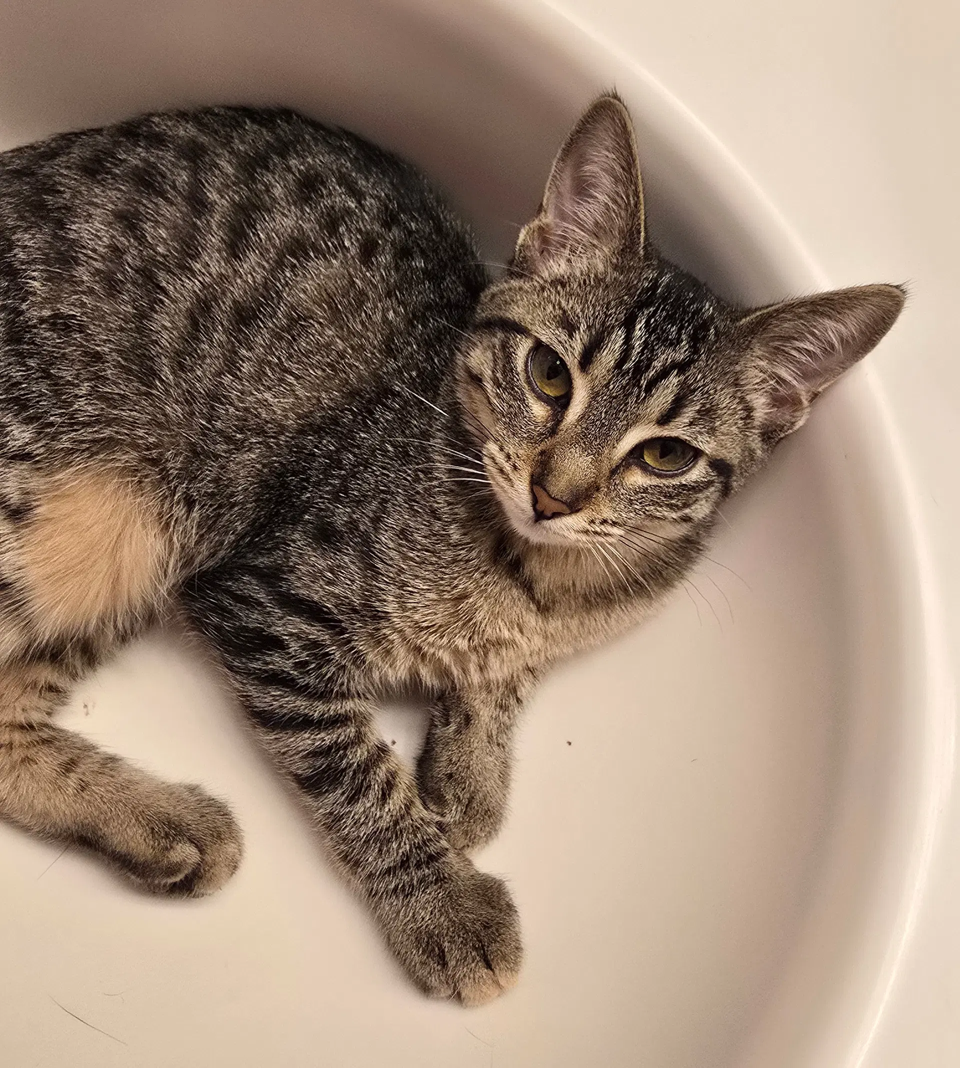 Moe - Domestic Short Hair