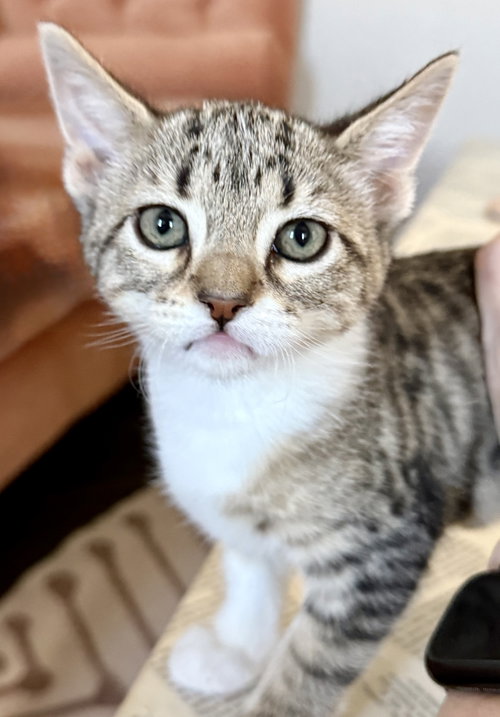 Penny
