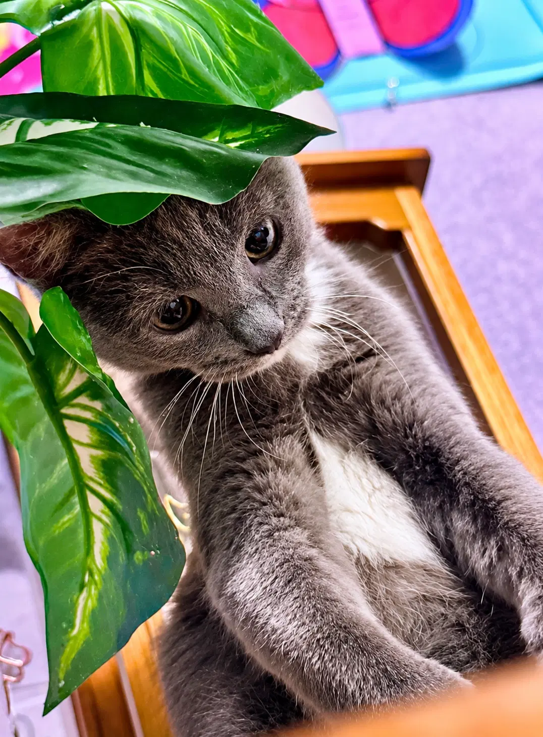 Cleo image 2