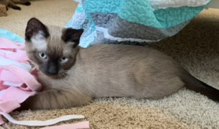 Sunny, an adoptable Domestic Short Hair in Glendale, AZ