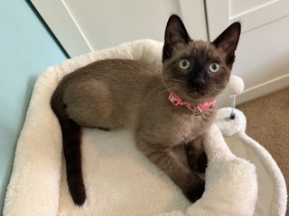 Violet, an adoptable Domestic Short Hair in Glendale, AZ