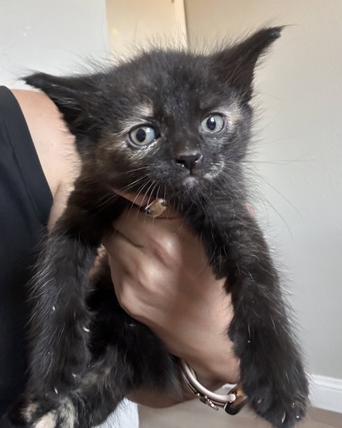 Moonlight, an adoptable Domestic Short Hair in Glendale, AZ